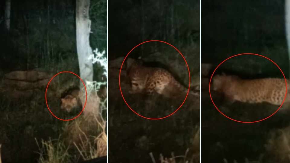Leopard seen in Bhiwani video viral on social media