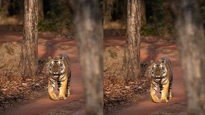 Bandhavgarh Tiger Reserve Tourists were thrilled to see tiger Chhota Bheem photo went viral on social media