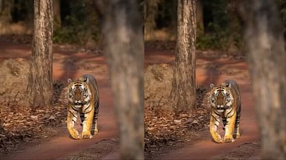 Bandhavgarh Tiger Reserve: छोटा भीम की मदमस्त चाल देख रोमांचित हुए पर्यटक, सोशल मीडिया पर वायरल हुई फोटो Bandhavgarh Tiger Reserve Tourists were thrilled to see tiger Chhota Bheem photo went viral on social media
