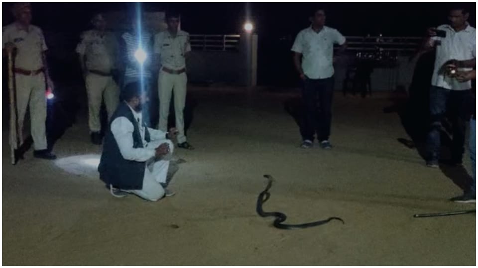 A five foot long cobra appeared in the house of the town of Seeker Rajasthan Hindi News