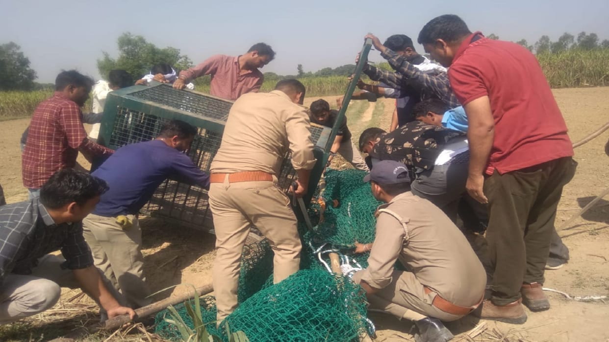 Bijnor: Guldar got trapped in trap of  hunter and was rescued by forest department