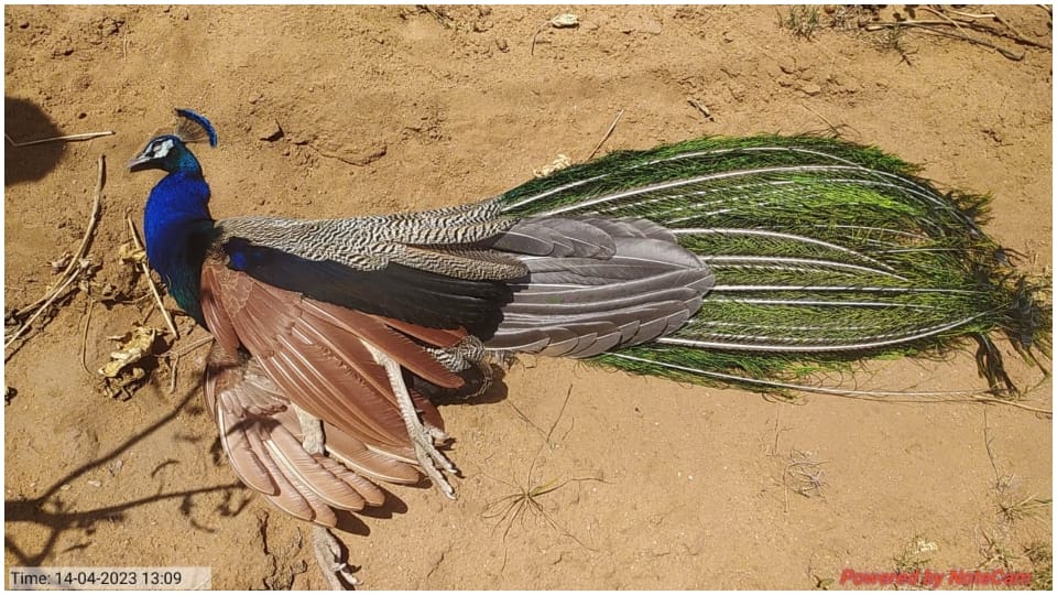 Dead body of peacock found in Sirohi will be cremated with state honors