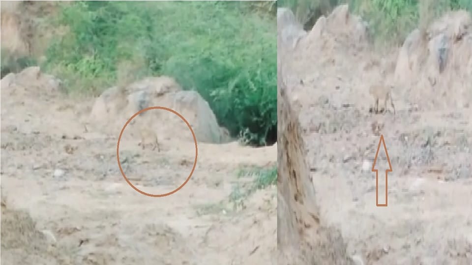 Leopard spotted in Bhiwani: Another video viral on social media, seen roaming in mining area
