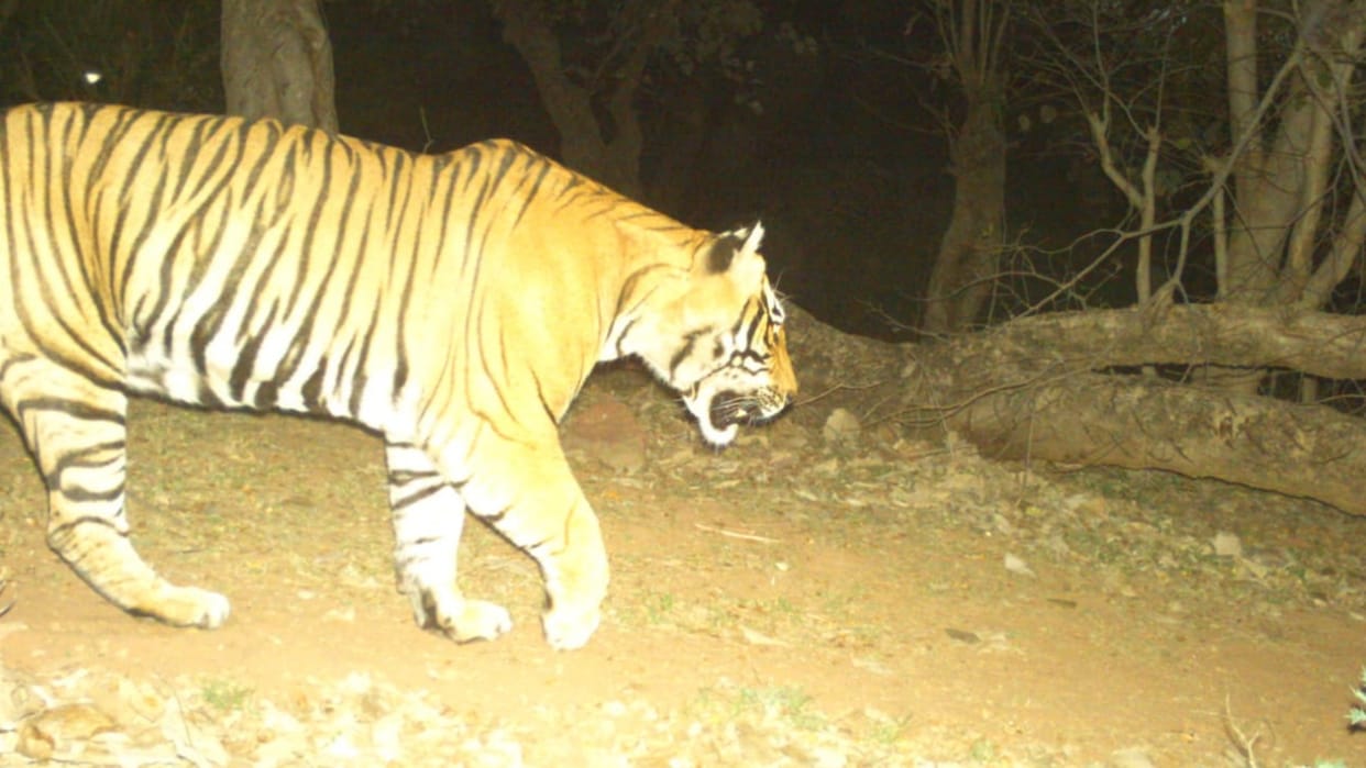 Tigress T-117 gave birth to three cubs in Dholpur forest