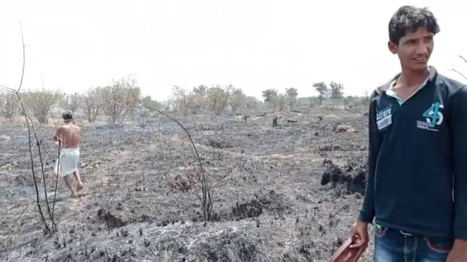 Hundreds of green trees got burnt due to fire in forest of Kaitholi on banks of river in Agra