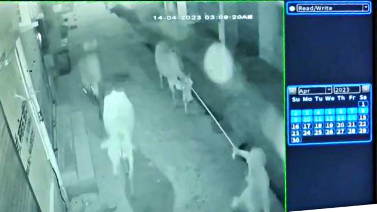 Smugglers took away four cows from Gopal Talkies in Alwar