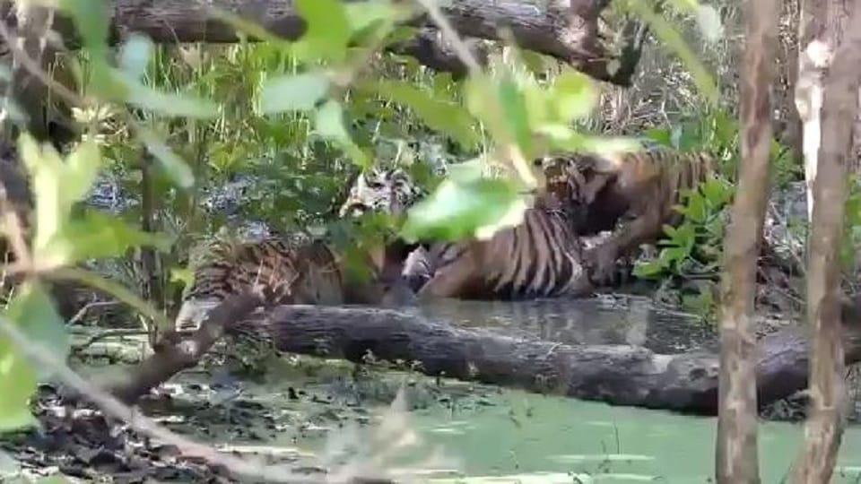 Four tiger cubs were seen playing in Kishanpur range of Dudhwa National Park
