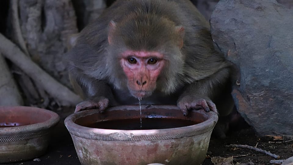 Monkey pounces on woman going with her son on bike dies in etah
