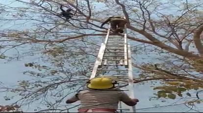 40 फीट ऊपर पेड़ पर चढ़ा युवक: खुद लिया कर्ज, चुकाने के लिए परिजनों पर बना रहा दबाव; नौ घंटे से ड्रामा जारी chhattisgarh young man climbed tree 40 feet above due to debt in Janjgir-Champa