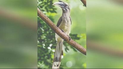 हॉर्नबिल पक्षी की कहानी: संतान के लिए तीन महीने घोंसले में कैद रहती है मां, नर नहीं लौटे तो मर जाता है परिवार Hornbill Birds Unique love Story Live Together For Life Whole Family Dies When The Male Does Not Come