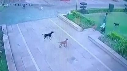 A pack of dogs attacked morning walk in AMU