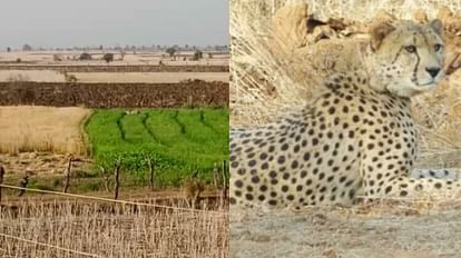 Kuno National Park News: Asha cheetah roaming outside Kuno, movement in Shivpuri area for four days