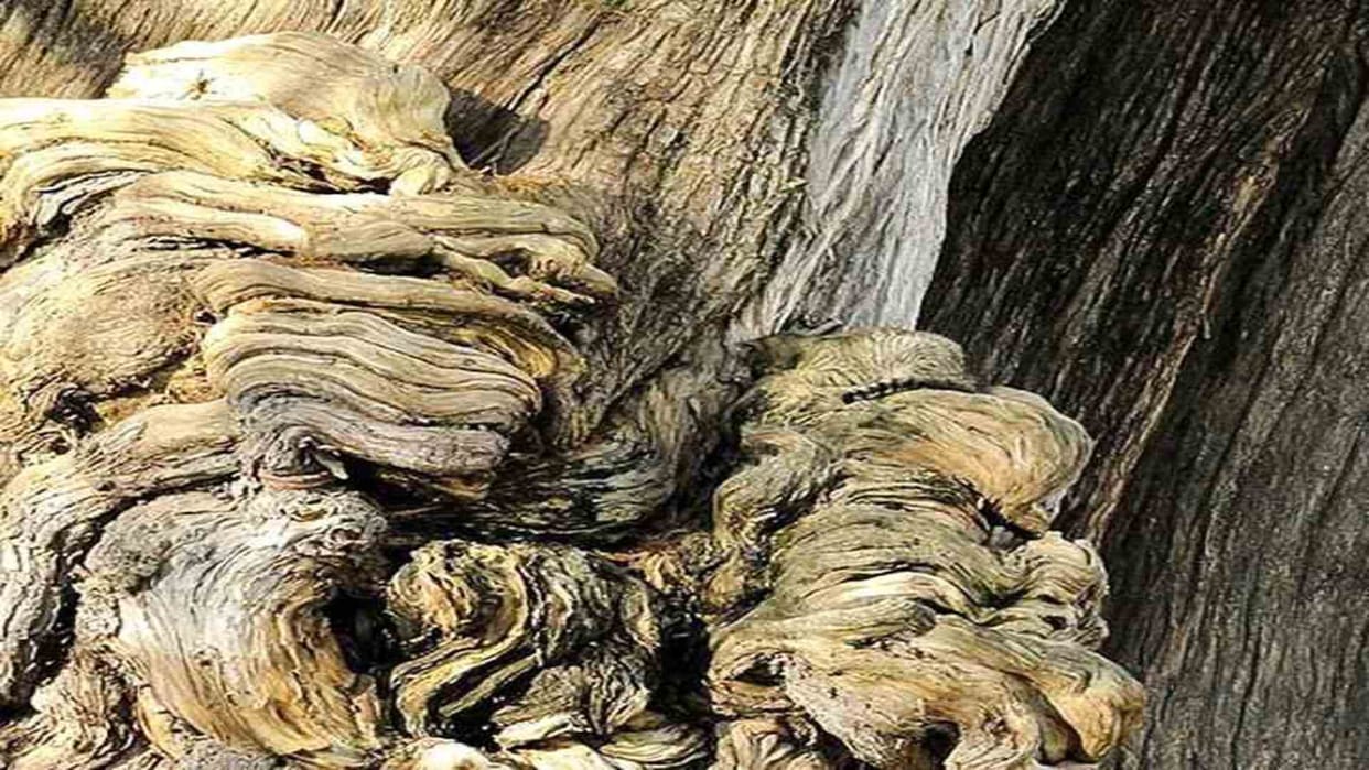 Optical Illusion Challenge: can you spot a cat in the picture within 9 seconds Check Your Brain Iq