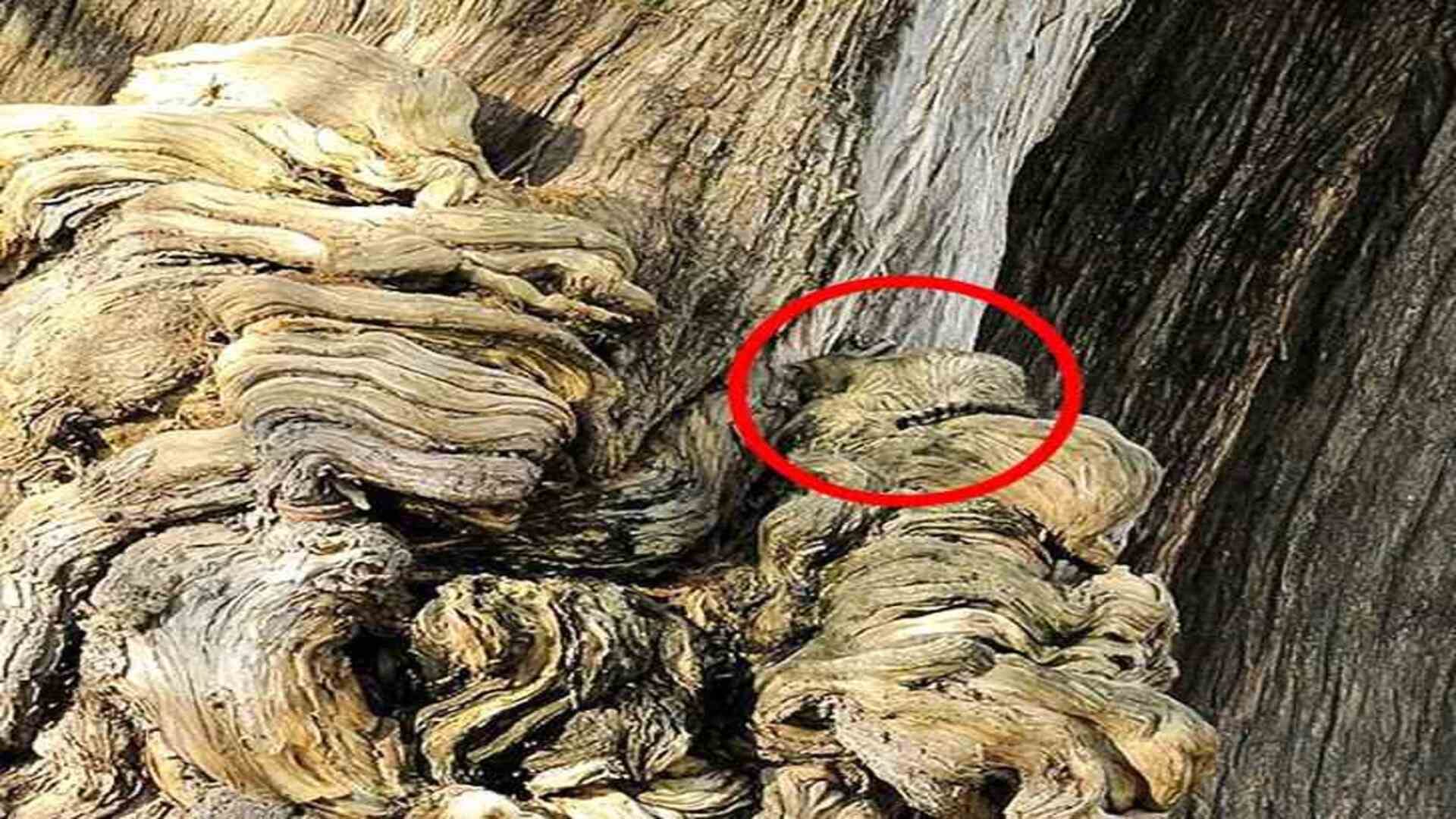 Optical Illusion Challenge: can you spot a cat in the picture within 9 seconds Check Your Brain Iq