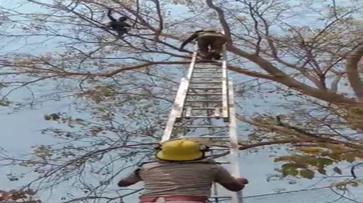 chhattisgarh young man climbed tree 40 feet above due to debt in Janjgir-Champa