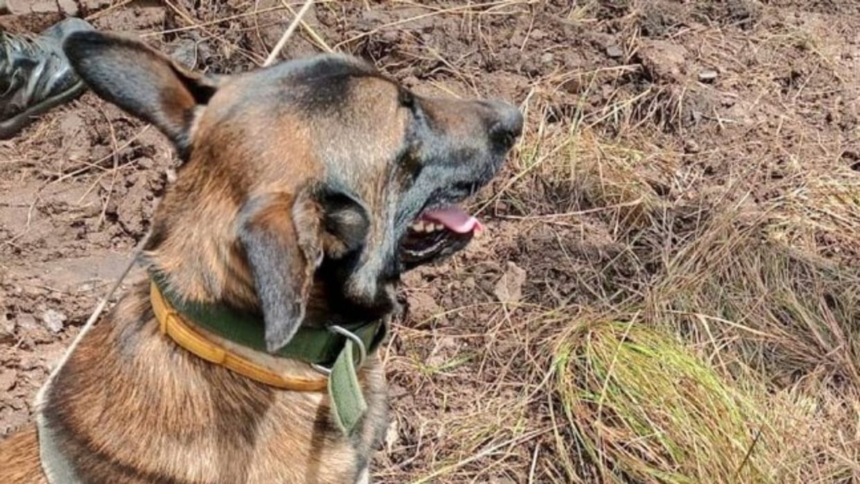 Army dog discovers a landmine, major accident averted