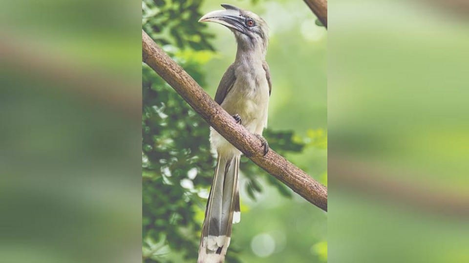 Hornbill Birds Unique love Story Live Together For Life Whole Family Dies When The Male Does Not Come