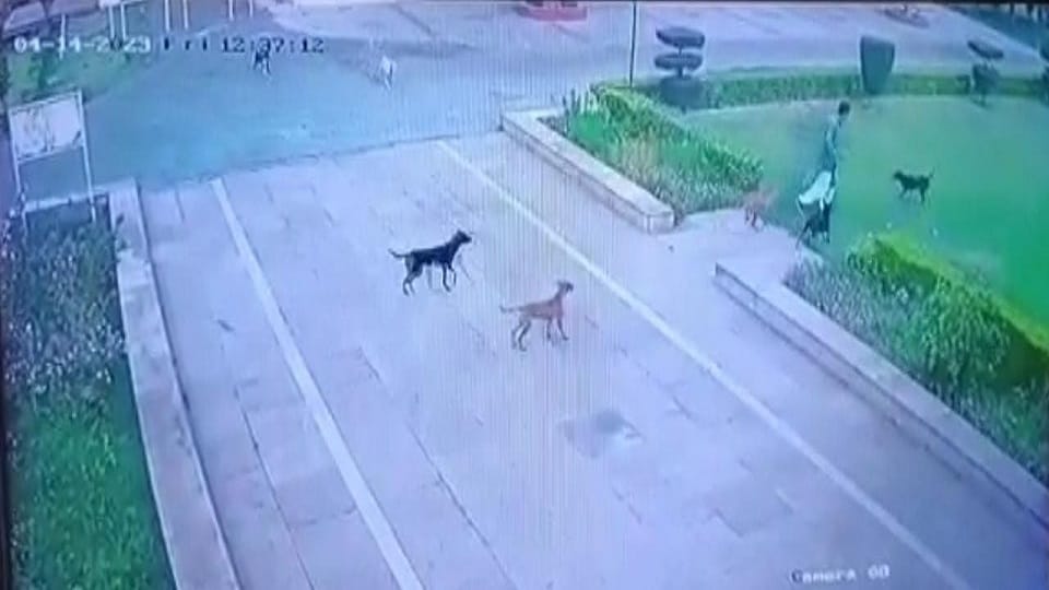 A pack of dogs attacked morning walk in AMU