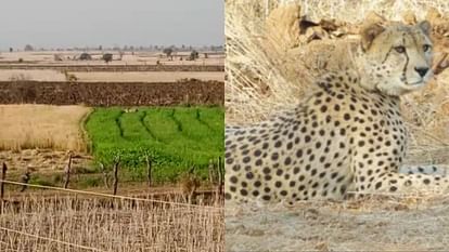 Kuno National Park News: Asha cheetah roaming outside Kuno, movement in Shivpuri area for four days