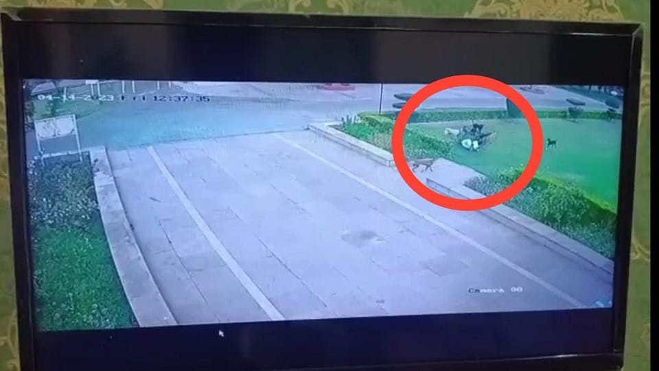 city commissioner summoned for doctor's death due to dog attack