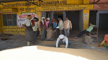 Hathras News: 15 दिन में क्रय केंद्रों पर पहुंचा 14 सौ क्विंटल गेहूं, 67 हजार मीट्रिक टन खरीद का है लक्ष्य 1400 quintals of wheat reached the purchasing centers in 15 days