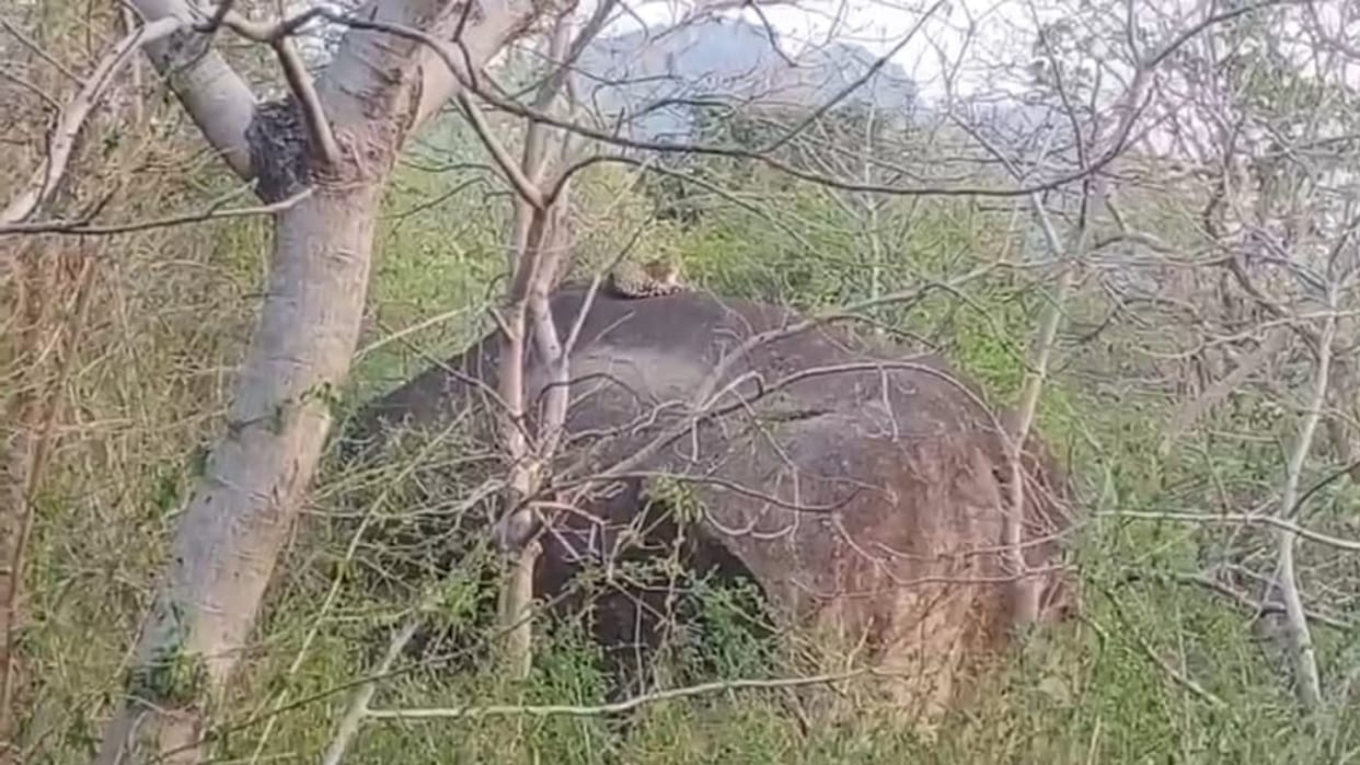 wildlife in chhattisgarh; Leopard seen on the mountain near the city in chhattisgarh Kanker