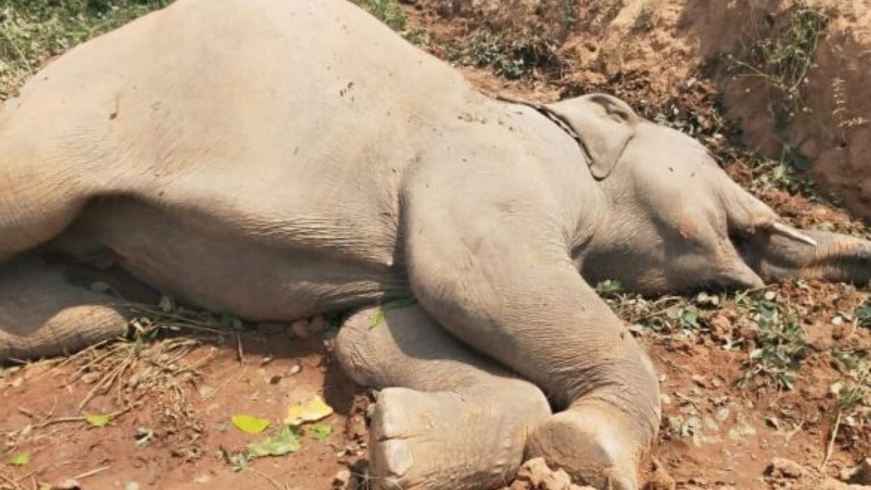 wildlife in chhattisgarh; elephant dead body found in Raigarh, fear of electrocution