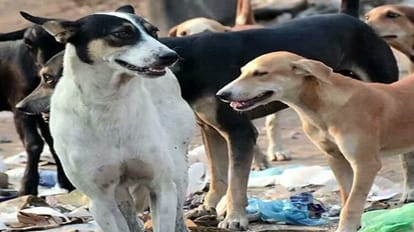 dogs attacked two children again in CBganj Bareilly