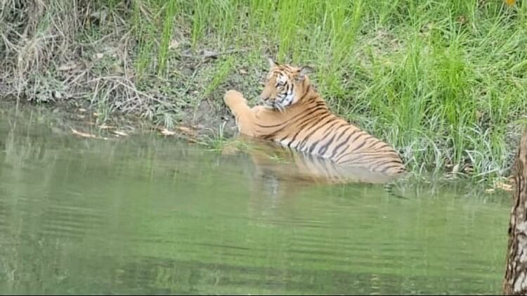 Yamunanagar: Forest minister posted picture of tiger sighting on Facebook, department is trying to find out