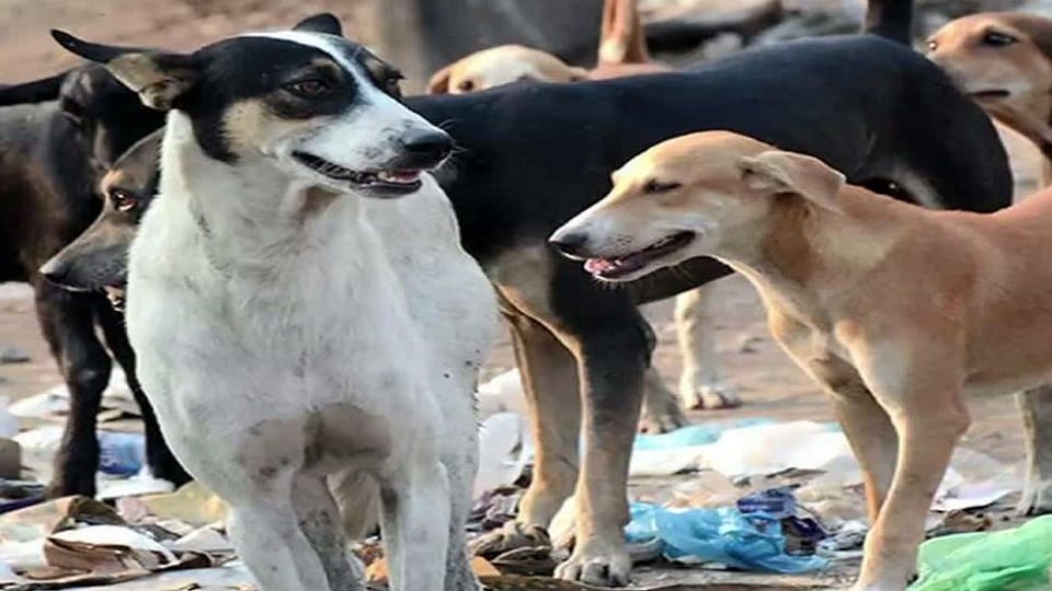 Stray Dogs Attacks On Seven Year Old Boy In cbganj Bareilly