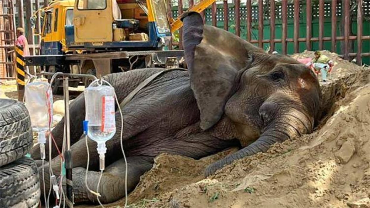 Pak's largest zoo faces permanent closure amid public outcry