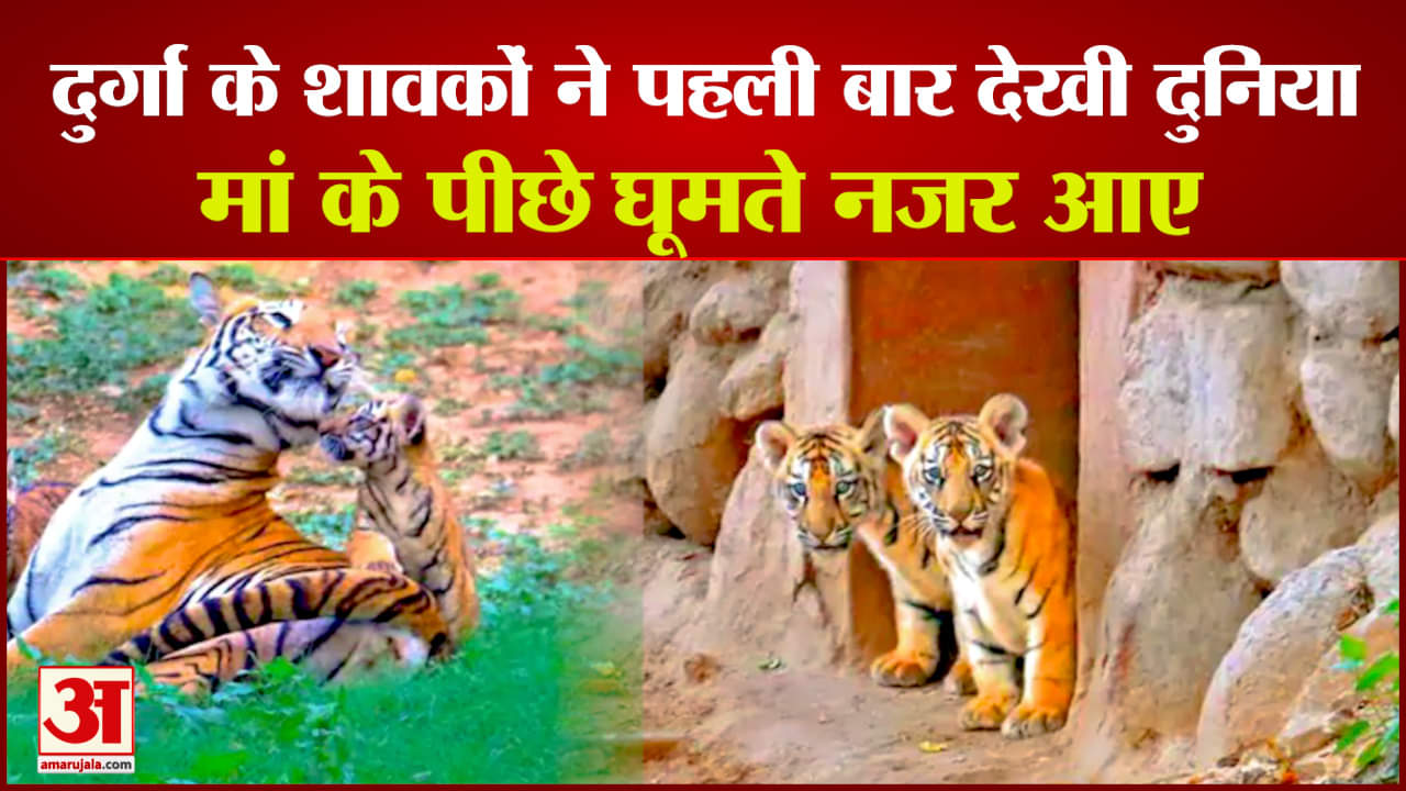 दुर्गा के शावकों ने पहली बार देखी दुनिया