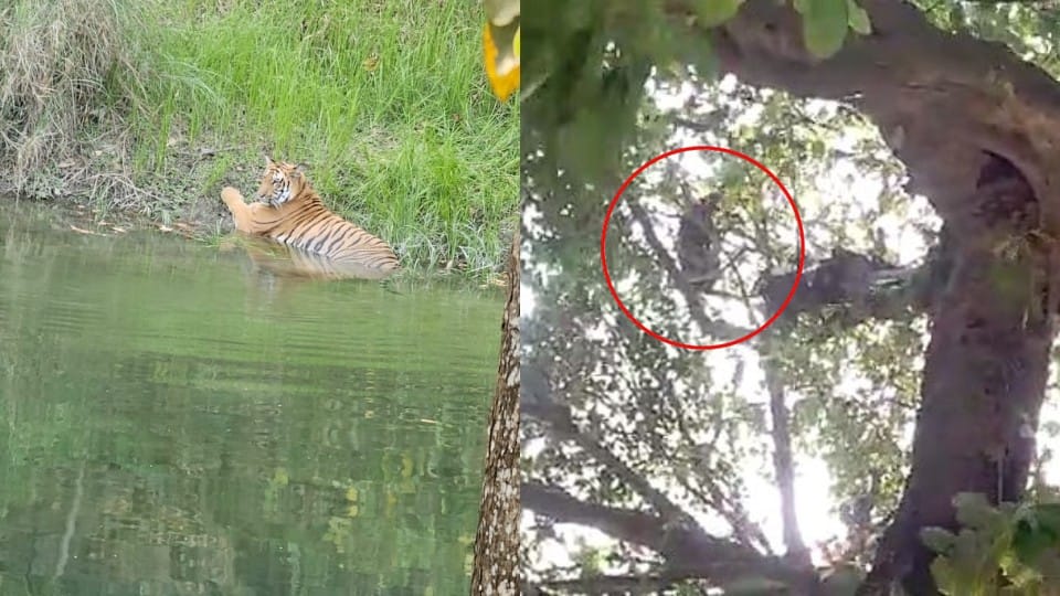 Tiger resting in the canal and leopard climbed the tree in pilibhit