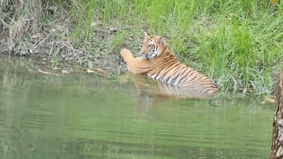 Tiger resting in the canal and leopard climbed the tree in pilibhit