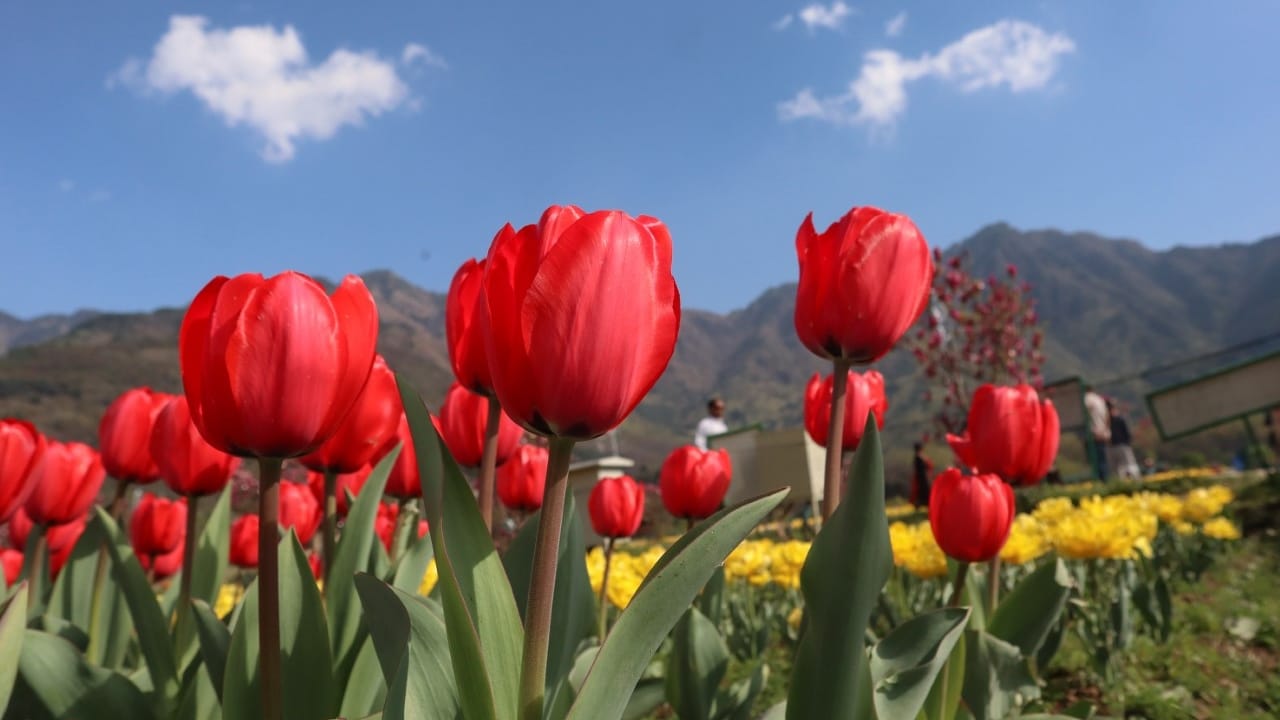 Tulip Garden in kashmir: 3 dot 5 lakh tourists have visited so far this year