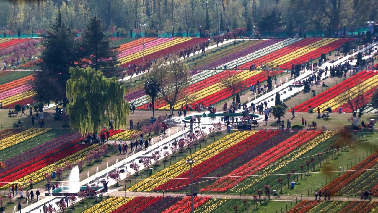 Tulip Garden in kashmir: 3 dot 5 lakh tourists have visited so far this year
