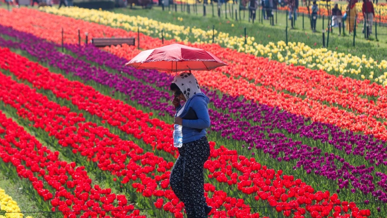 Tulip Garden in kashmir: 3 dot 5 lakh tourists have visited so far this year