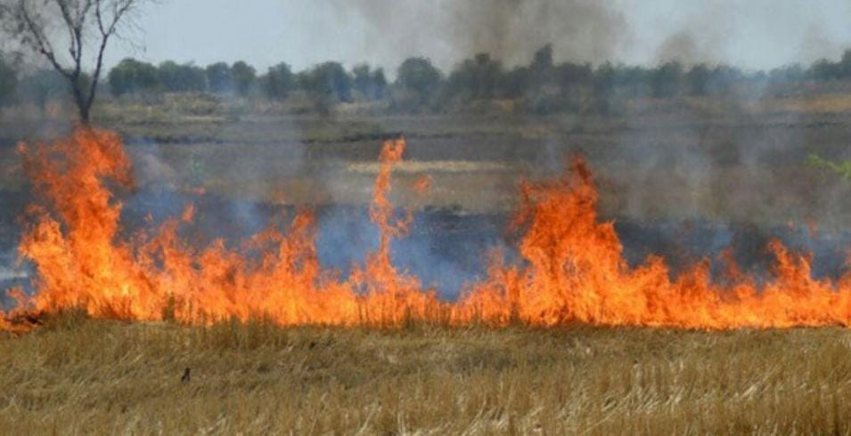 MP News: Section 144 is being flouted, as soon as the evening comes, stubble starts burning in the fields