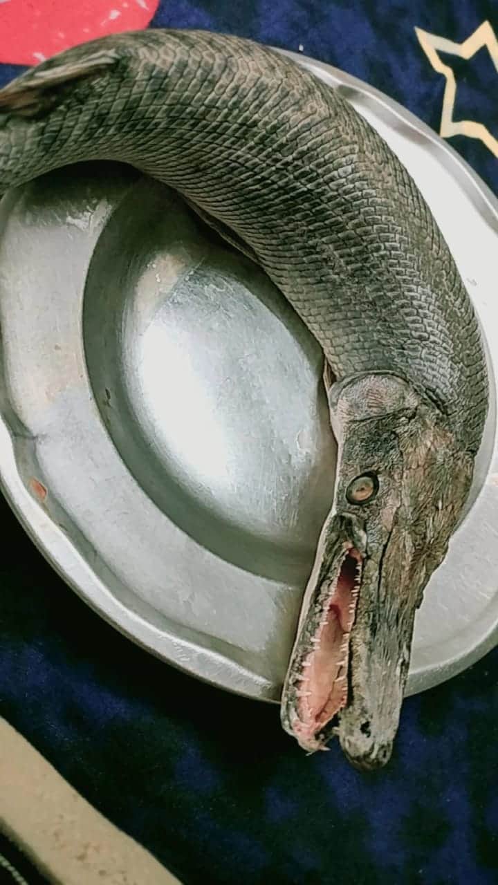 MP News: Crocodile-like fish found hunting humans in Bhopal's big pond