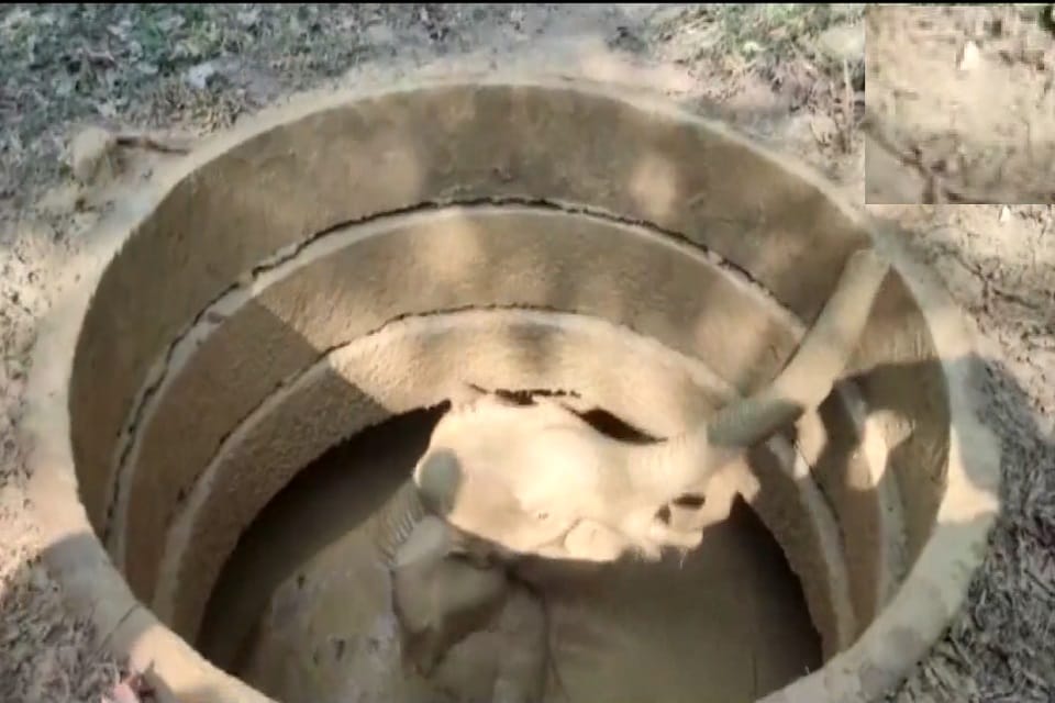 Wild elephant fell into 15 feet deep well in Kerala