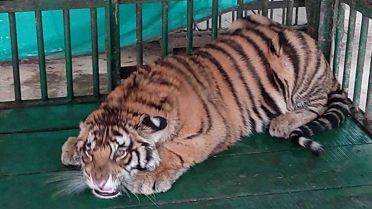 Kanpur: Zoo will make little tigress Luna a vicious hunter