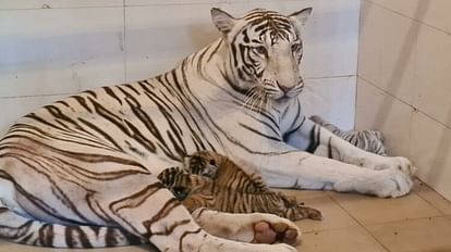 The family of tigers increased in Gwalior's Gandhi Zoological Park, tigress Meera gave birth to three cubs