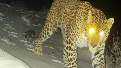 Two snow leopards seen in Sumna area captured in cameras Chamoli Gopeshwar Uttarakhand news