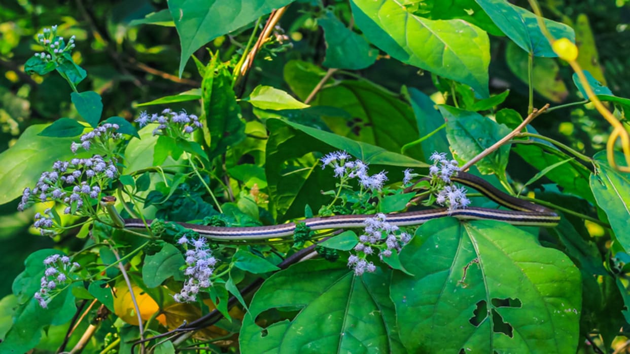 Optical Illusion: Can you spot a snake in the forest in 4 seconds? check your brain iq