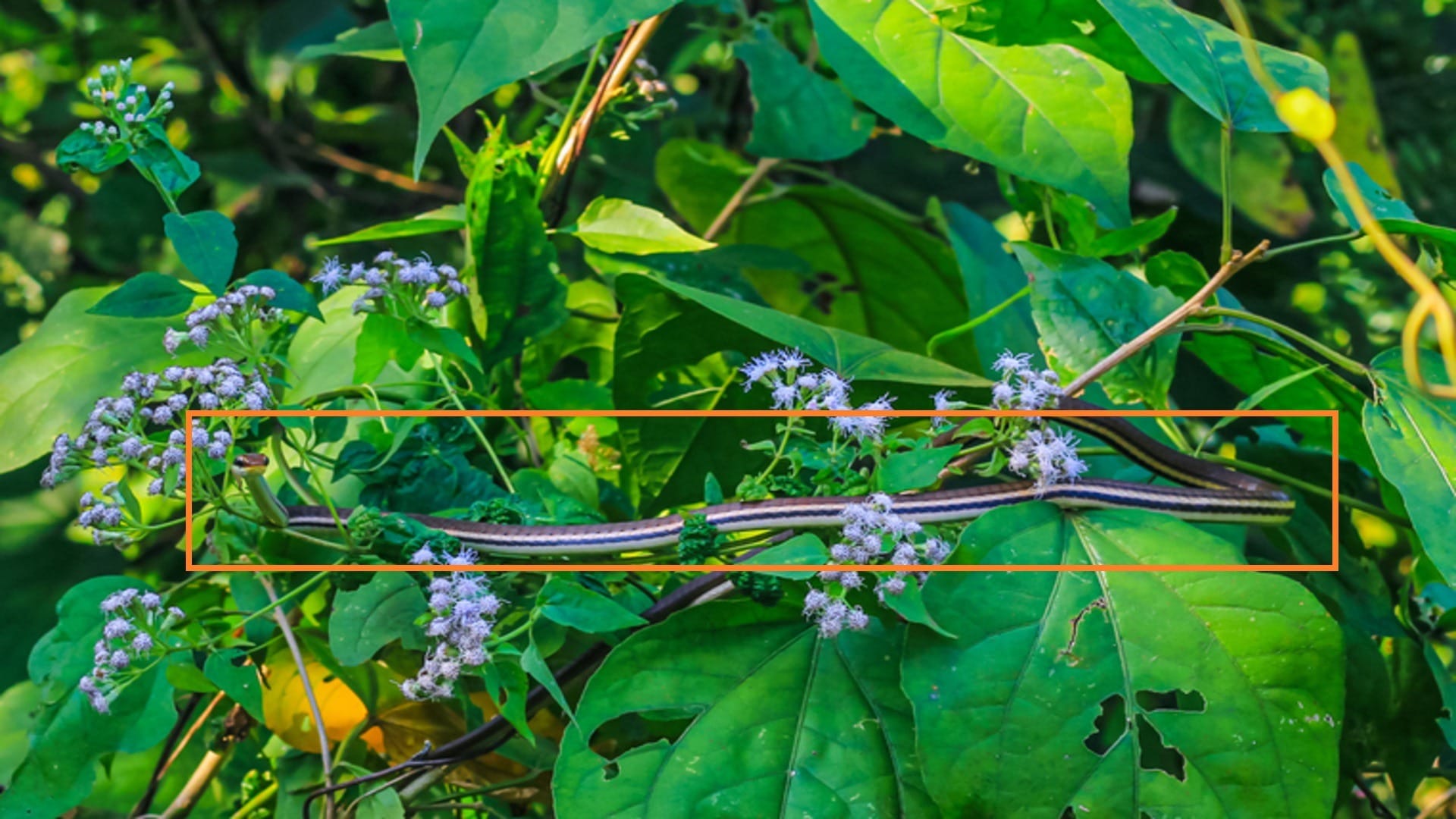 Optical Illusion: Can you spot a snake in the forest in 4 seconds? check your brain iq