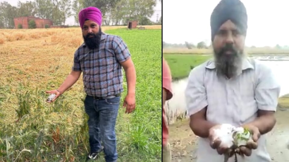 Weather Update News of Punjab and Chandigarh