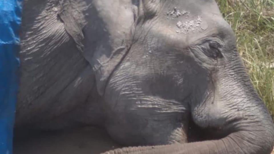 Elephant died in Dudhwa Tiger Reserve Lakhimpur kheri