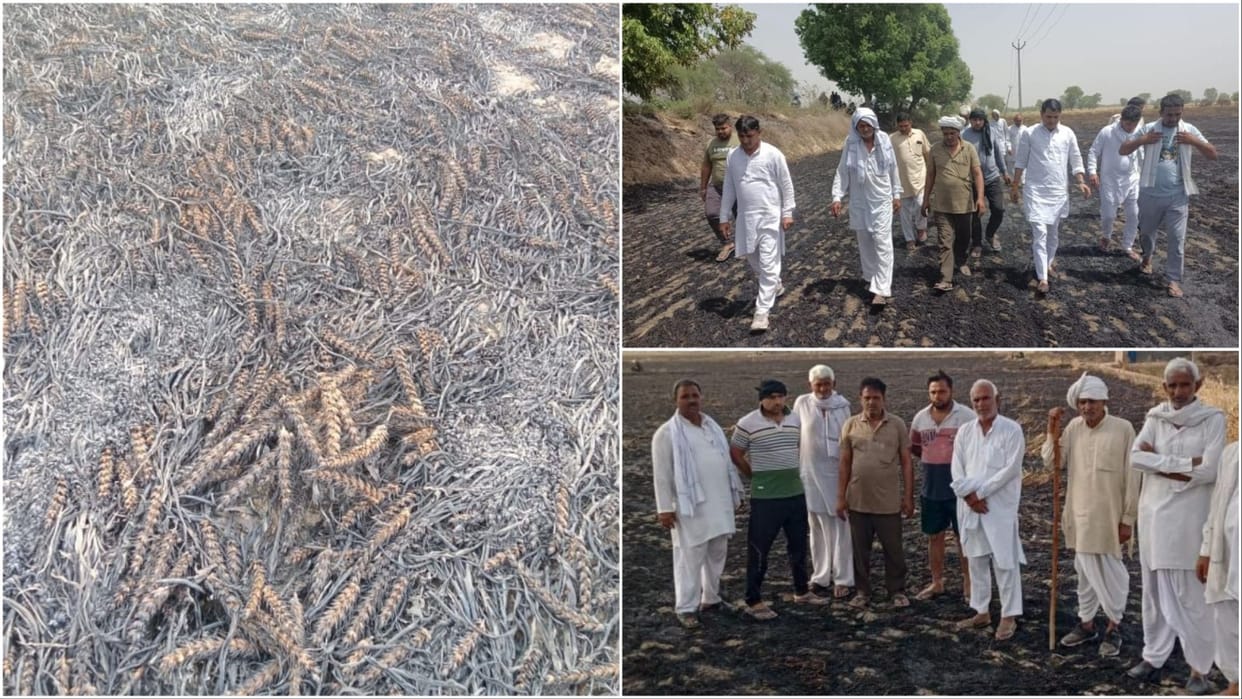 100 acres of wheat crop burnt due to fire in Sonipat