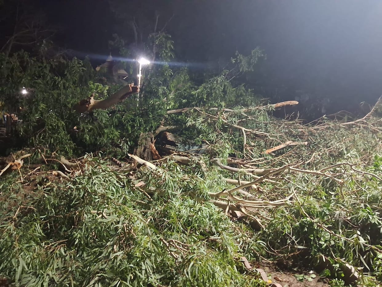 Ratlam: Green trees were sawed at midnight, Congress burnt effigy of MLA in protest