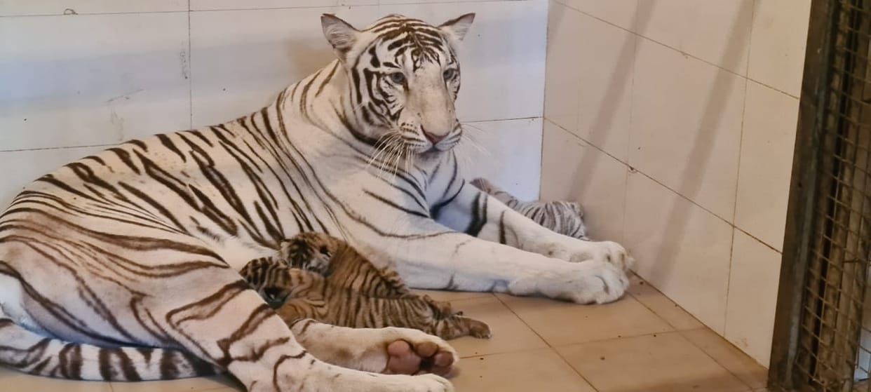 The family of tigers increased in Gwalior's Gandhi Zoological Park, tigress Meera gave birth to three cubs